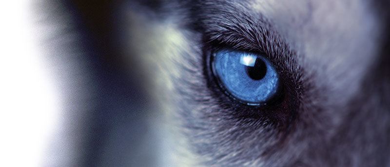 Dog Eye Medium highres